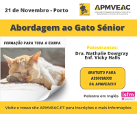 Abordagem ao Gato Sénior